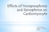 Effects of Norepinephrine and Epinephrine on Cardiomyocyte
