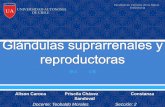 Glándulas suprrarenales y reproductoras.