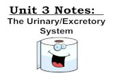 Anatomy Unit 3 Notes: The Excretory System