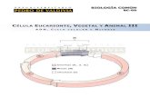 Célula Eucarionte, Vegetal y Animal III: ADN, Ciclo Celular, Mitosis (BC09 - PDV 2013)