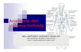 Anatomia sistema linfoide