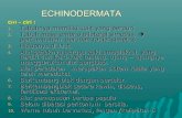 Bab 8 echinodermata