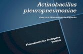 Actinobacillus pleuropneumoniae