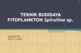 Fitoplankton (spirulina sp.)