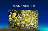 Manzanilla Gingsen Hierbaluisa