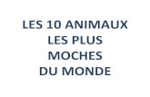 Animaux Moches1