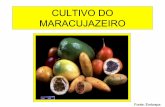 PROF. LUIZ HENRIQUE - Cultivo do maracujazeiro