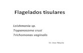 leishmania, trypanosoma cruzi, trichomonas vaginalis