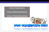 Fossa temporalis, fossa infratemporalis, fossa pterygopalatina(fazlası için )