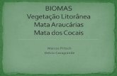 Biomas, Zona  Litoraneos, Mata Araucarias e Mata dos Cocais