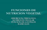 Funciones De NutricióN, AbsorcióN, FisiologíA, NocióN...
