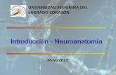 1 introduccion neuroanatomia