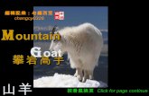 Mountain Goat (攀岩高手~山羊)