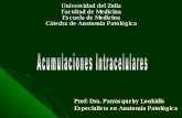 Acumulaciones Intracelulares Anatomia Patologica