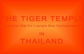 The Tiger Temple