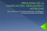 ANATOMIA Y FISIOLOGIA NOCTURNO Y SABATINO: Fisiologia de la Masticación, Deglución y Motilidad.