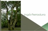 U_AMB - Ingá-Ferradura