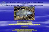 Ikan Napoleon Berstatus Dilindungi