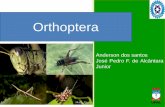 Apresentação orthoptera