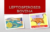 Leptospirosis Bovina