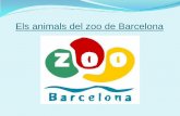 Els Animals Del Zoo Barcelona
