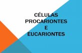 Celular prcariontes e eucariontes