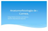 Anatomofisiologia de la cornea.