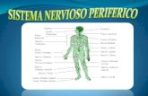 Sistema Nervioso Periférico por KARINA CHUCHIMBE