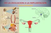 Ciclo ovarico y fecundacion