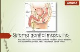 Sistema genital masculino - Resumo