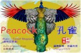 Peacocks (孔雀)