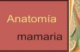 Anatomía mamria curso mamo