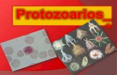 Protozoarios 1