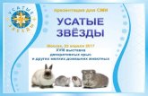«Usatie Zvezdy» vistavka for SMI. Exhibition of rats, hamsters, rabbit, guinea pig in Russia