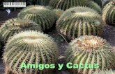 Amigos cactus