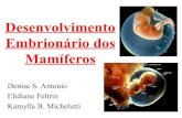 Desenvolvimento embrionário dos mamíferos