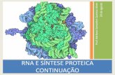 Aula06 cont transcricao e sintese proteica