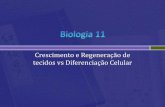 Biologia 11   diferenciação celular