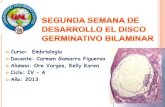 Segunda semana de desarrollo el disco germinativo bilaminar