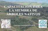 Reforestación en los Andes