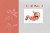 Anatomia del estómago