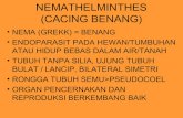 5. filum nemathelminthes