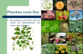 Plantas reino-plantae-1233778824614030-2