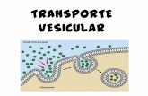 Transporte vesicular