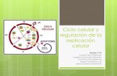Ciclo celular y regulacion de la replicacion celular.ppt