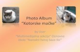 Photo album kotorske mačke