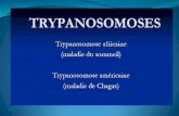 Trypanosomoses africaine et américaine (2)