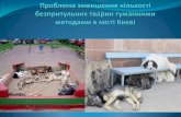Проблема зменшення кількості безпритульних тварин гуманними методами в місті Києві