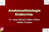 Anatomofisiologia Endocrina[1]