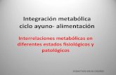 Integración metabólica en  diferentes estados